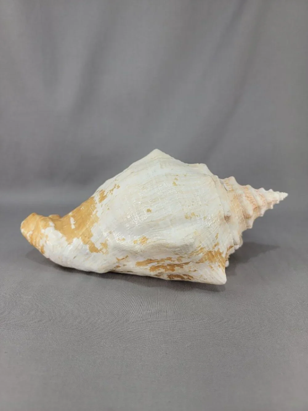Vtg Natural Conch Shell Seashell Beach Nautical Home Decor Distressed Weathered